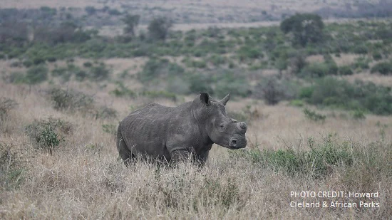 air-charter-service-helps-to-facilitate-largest-ever-rhino-relocation